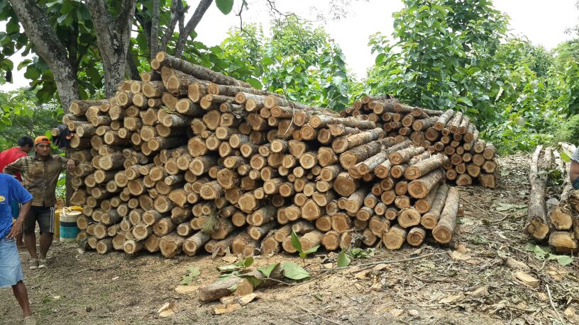 Control para frenar tala de árboles y tráfico de madera en Manabí –  Ministerio de Gobierno